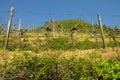 Viticulture on the vineyards of hirschberg odenwald, bergstraÃÅ¸e Royalty Free Stock Photo